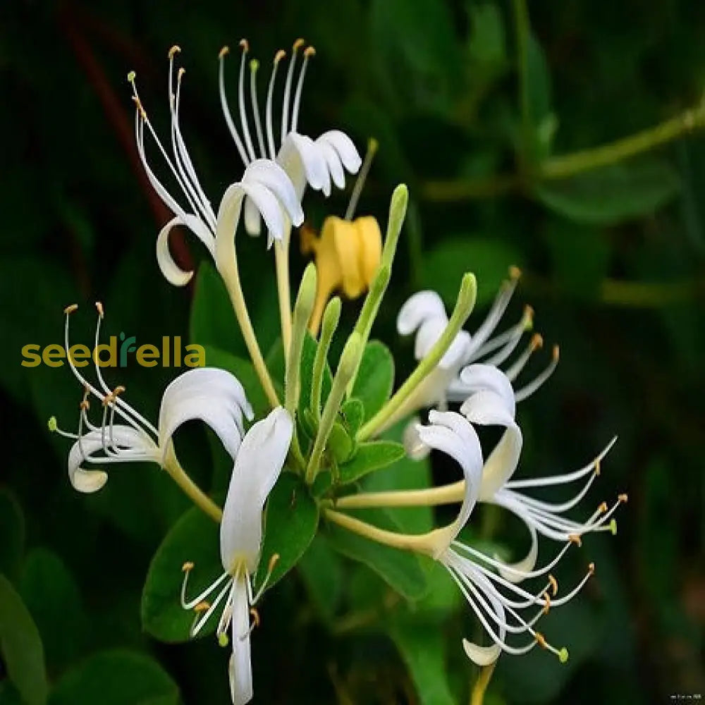 White Lonicera Japonica Plant Seeds For Planting  Seed Elegant Blossoms Ideal Garden And