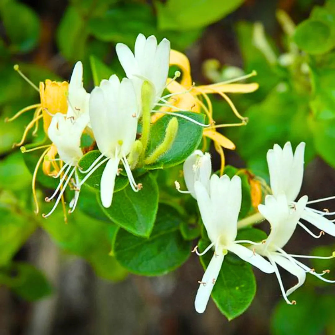 White Lonicera Japonica Seeds for Planting