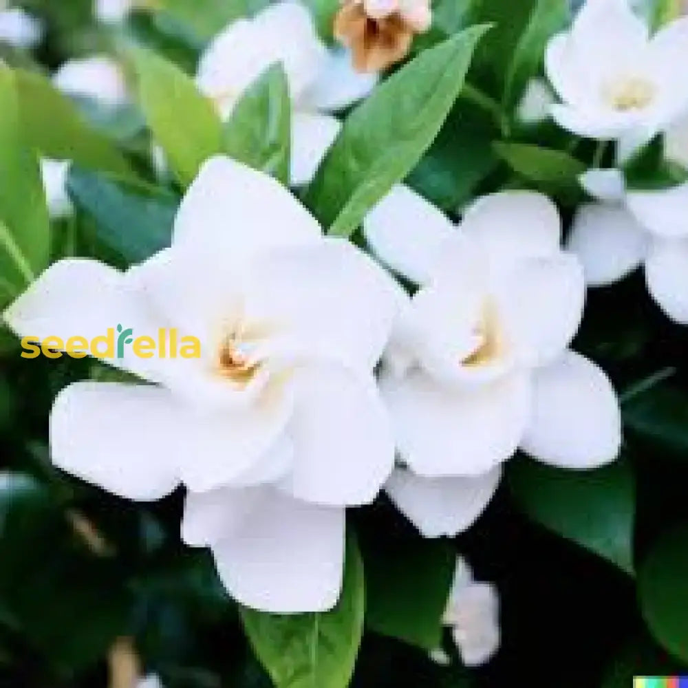 White Loral Gardenia Seeds For Planting  Beautiful Fragrant Flowers Flower