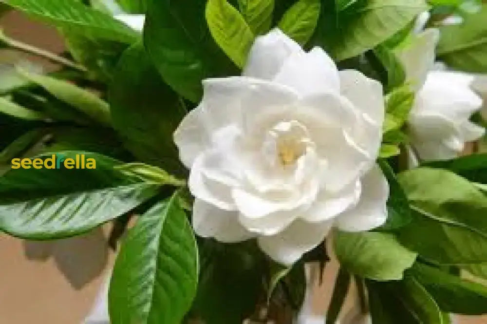 White Loral Gardenia Seeds For Planting  Beautiful Fragrant Flowers Flower