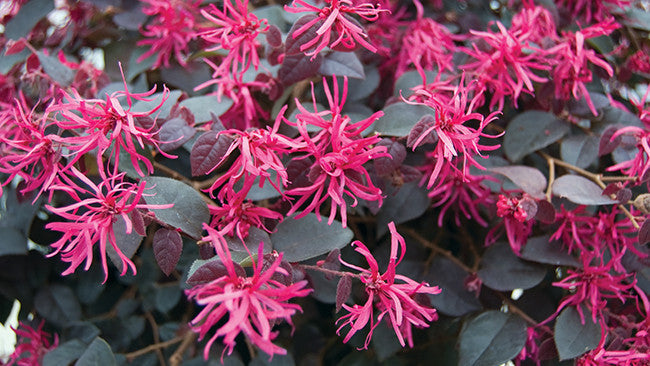 White Loropetalum seeds for borders and garden beds
