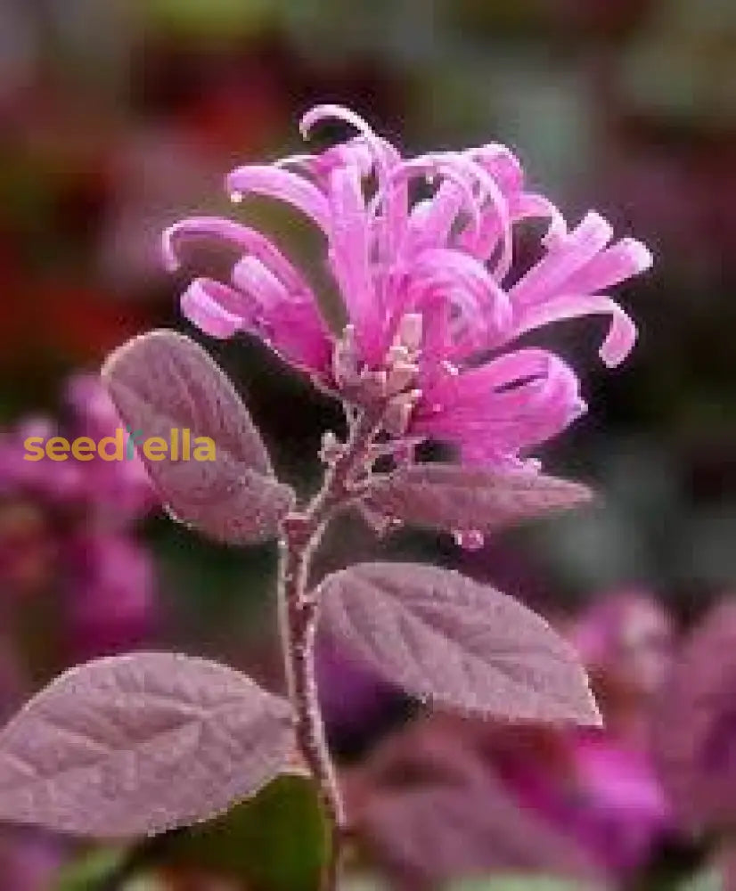 White Loropetalum Seeds: Complete Planting Guide Flower Seeds