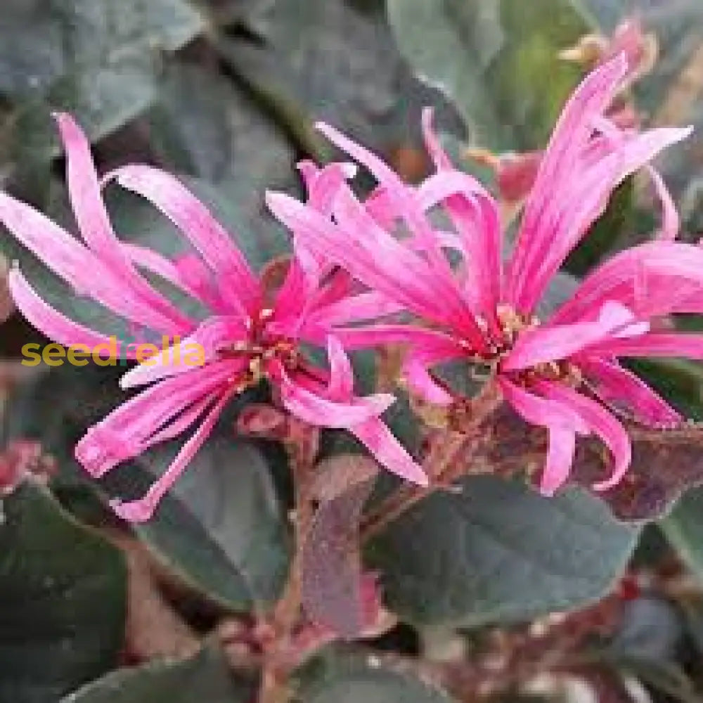 White Loropetalum Seeds: Complete Planting Guide Flower Seeds