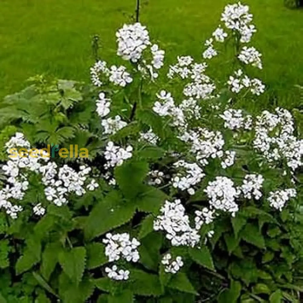 White Lunaria Flower Seeds For Easy Planting