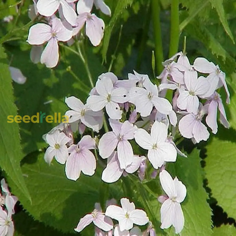 White Lunaria Flower Seeds For Easy Planting