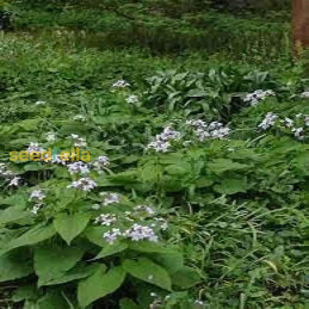 White Lunaria Rediviva Flower For Planting  Seeds Elegant Garden Growth And Unique Blooms