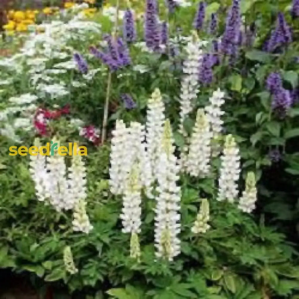 White Lupine Flower Seeds For Planting  Seed Lush Elegant Blooms Ideal Enhancing Garden Beauty