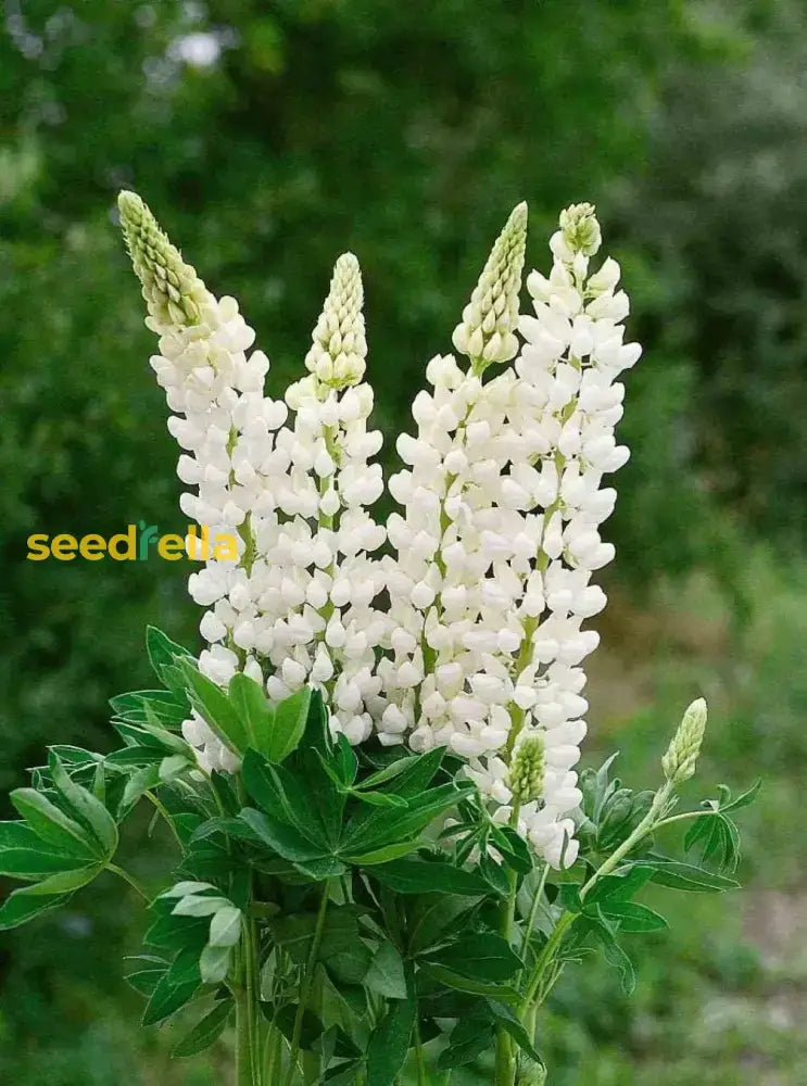 White Lupine Flower Seeds For Planting  Seed Lush Elegant Blooms Ideal Enhancing Garden Beauty