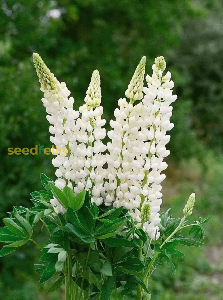 White Lupine Flower Seeds For Planting  Seed Lush Elegant Blooms Ideal Enhancing Garden Beauty