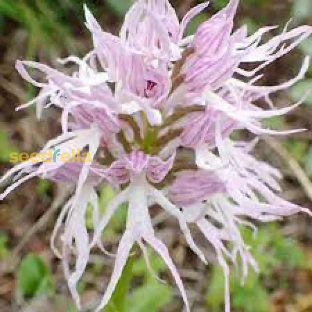 White Man Orchid Seeds For Planting  Unique Flowering Plant Flower