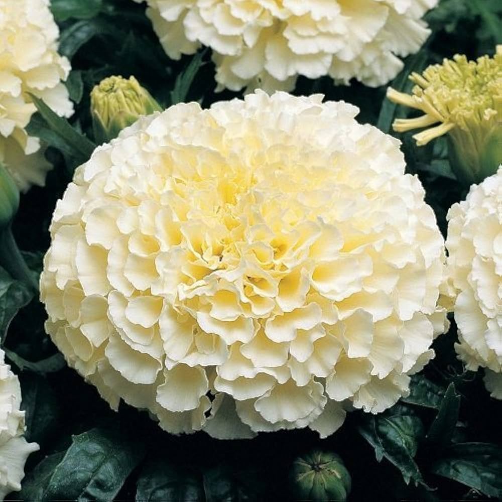White Marigold Flower Seeds for Easy Garden Planting