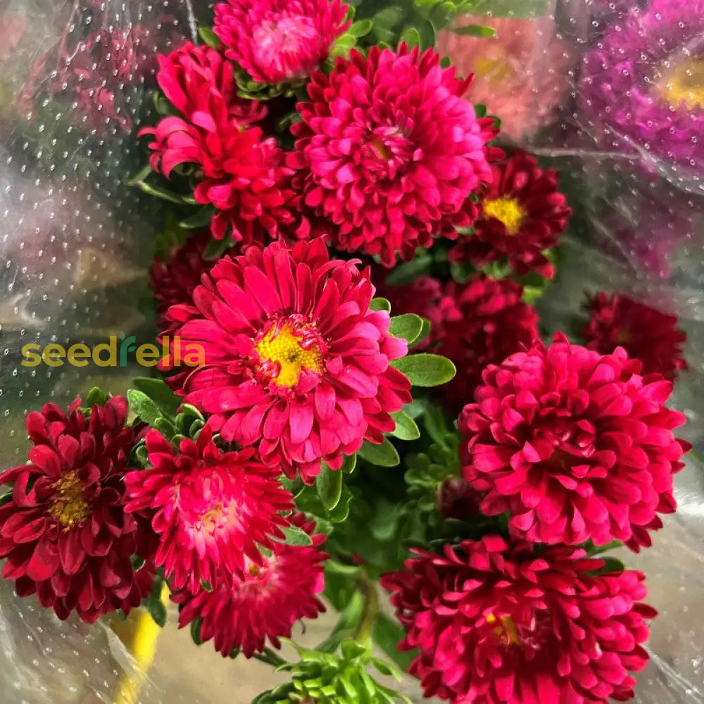 White Maroon Aster Flower Seeds For Planting