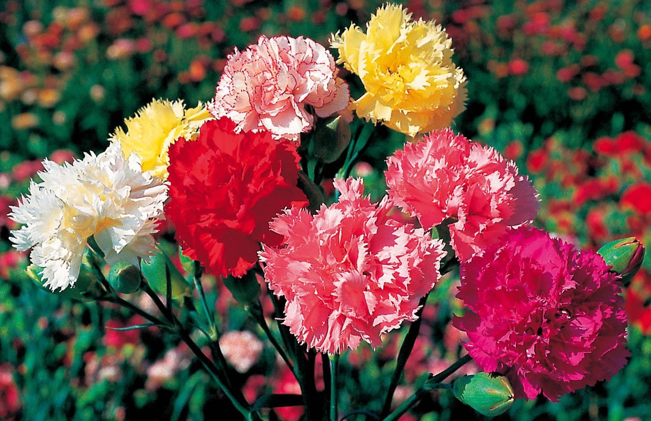 White Maroon Carnation Flower Seeds for Planting