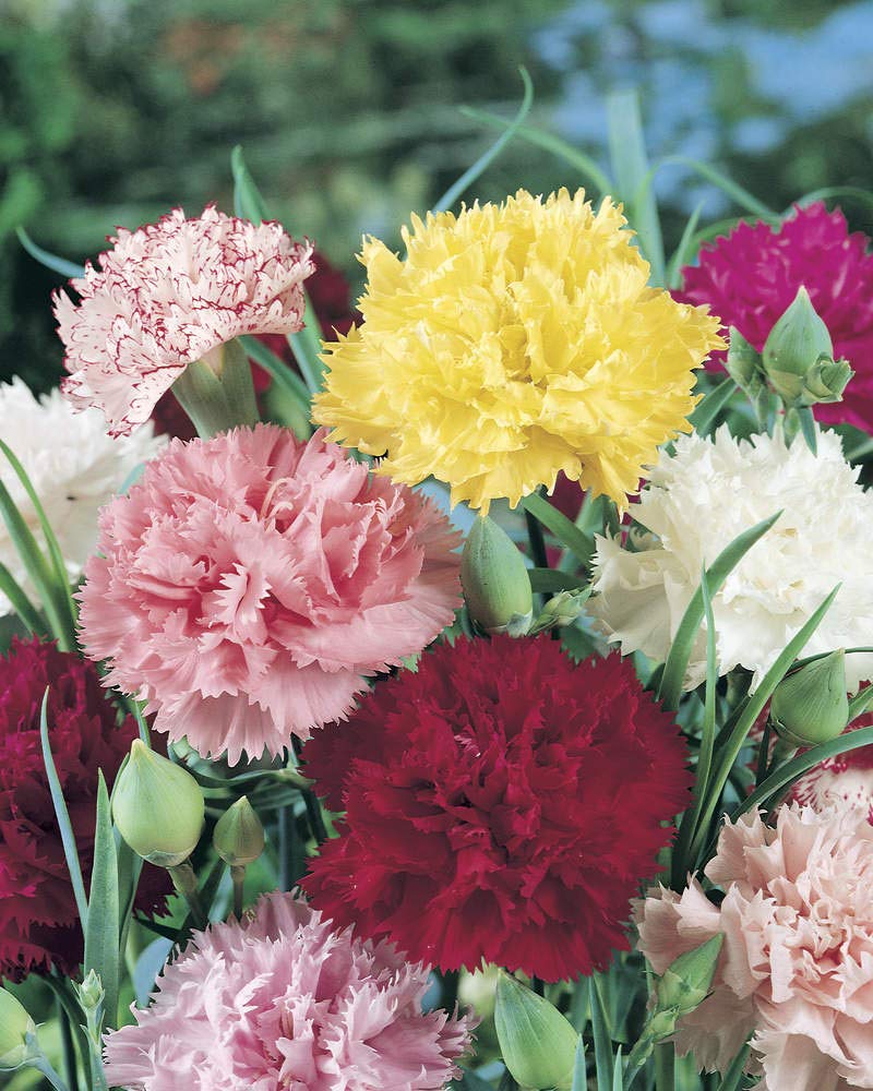 White Maroon Carnation Flowers in Pot