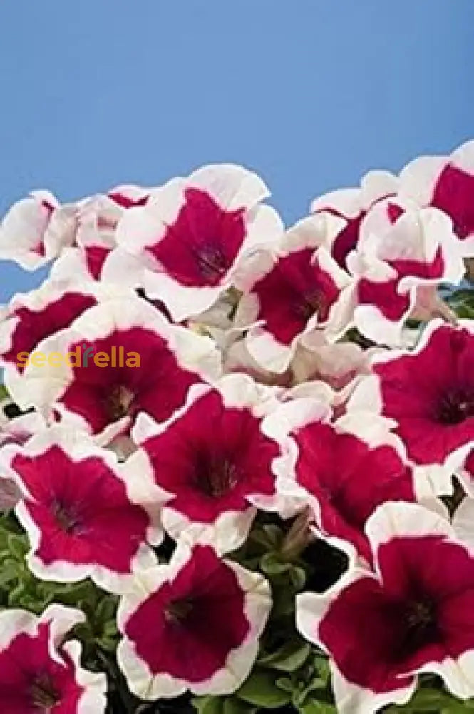 White Maroon Petunia Seeds For Planting - Vibrant Garden Blooms Flower