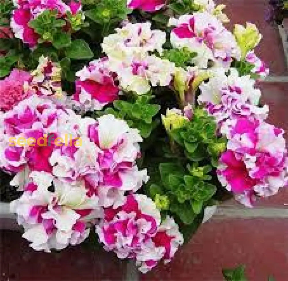 White Maroon Petunia Seeds For Planting - Vibrant Garden Blooms Flower