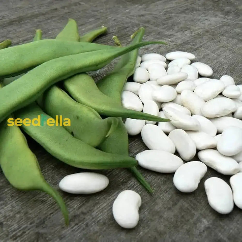 White Marrow Bean Seeds For Planting - High-Quality Vegetable Seeds