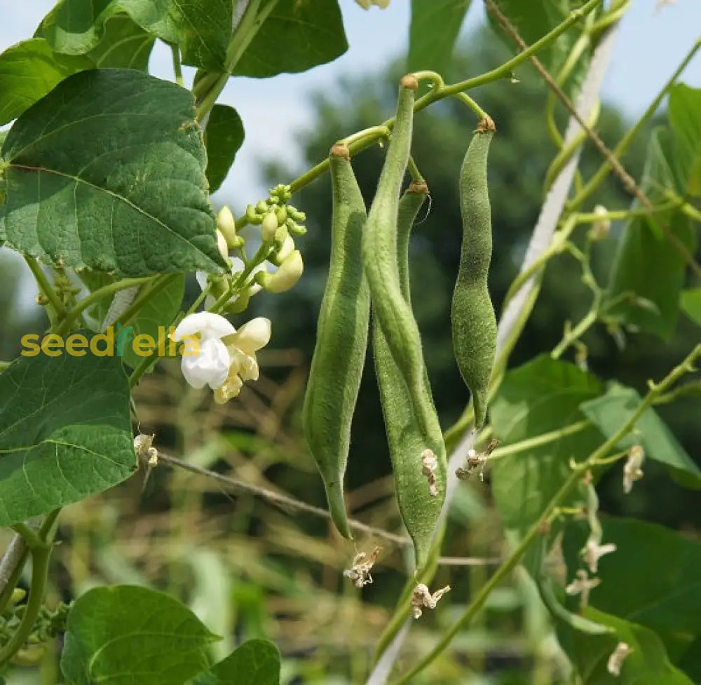 White Marrow Bean Seeds For Planting - High-Quality Vegetable Seeds