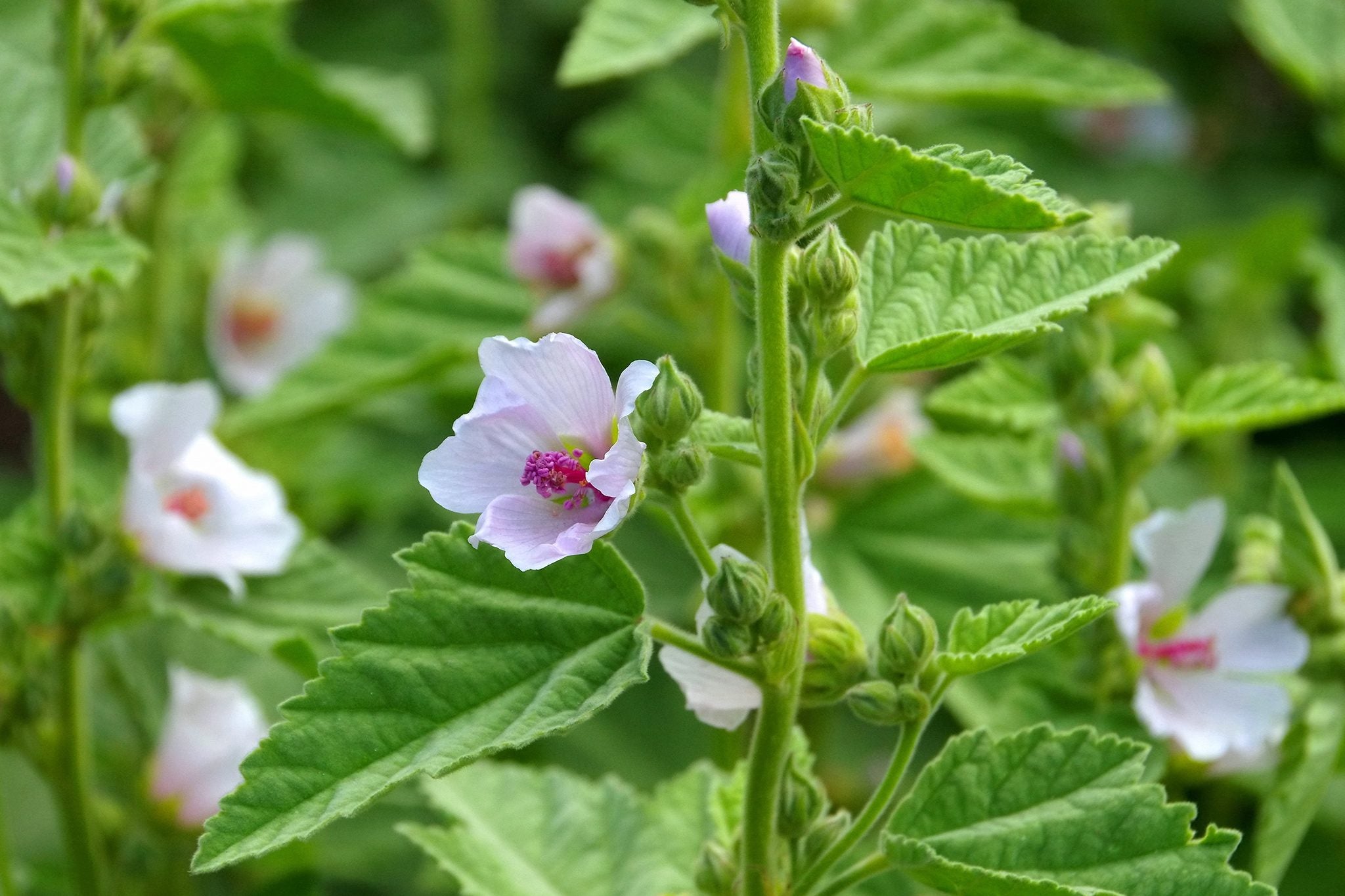 White Marshmallow herb with ornamental white blooms