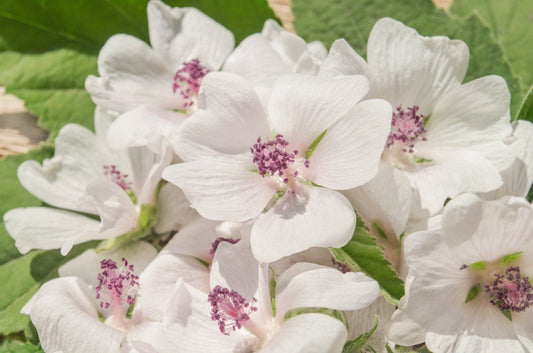 White Marshmallow plant with showy white flowers in garden