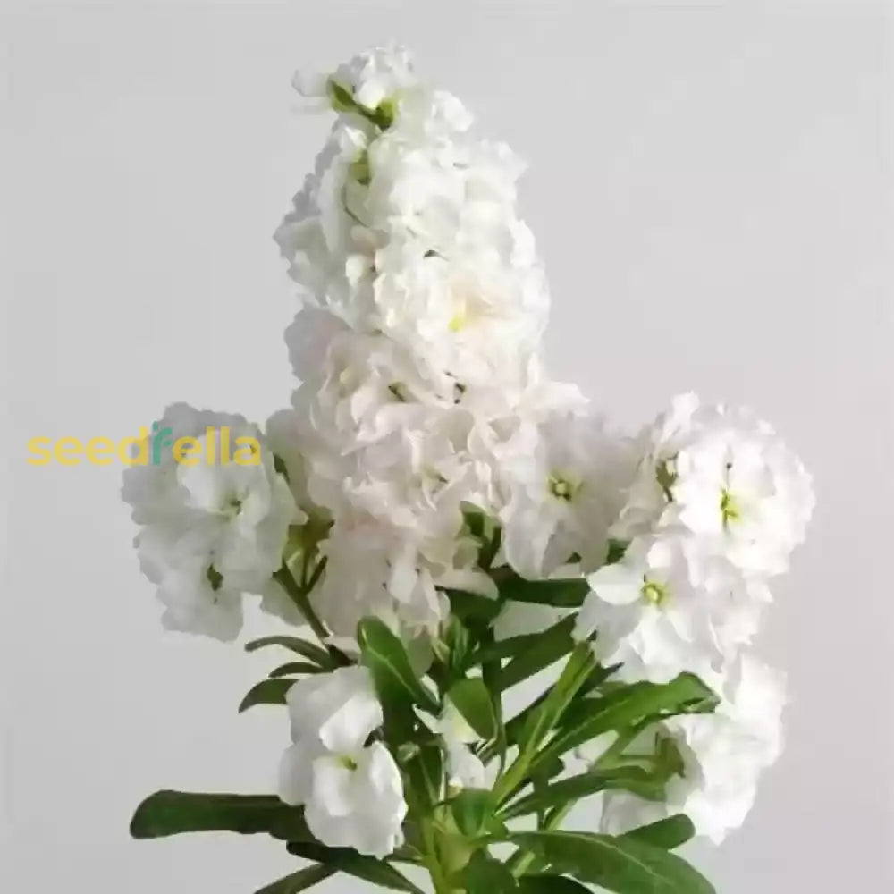 White Matthiola Incana Flower Seeds For Garden Planting - Seed Beautiful And Fragrant Blooms