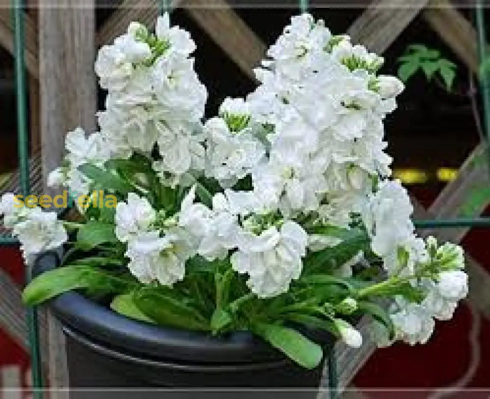 White Matthiola Incana Flower Seeds For Garden Planting - Seed Beautiful And Fragrant Blooms