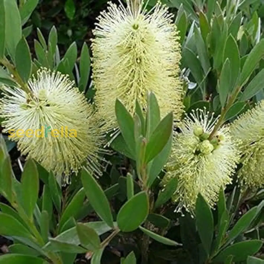 White Melaleuca Tree Seeds For Lush Planting - Seed Healthy Trees And Garden Elegance Flower