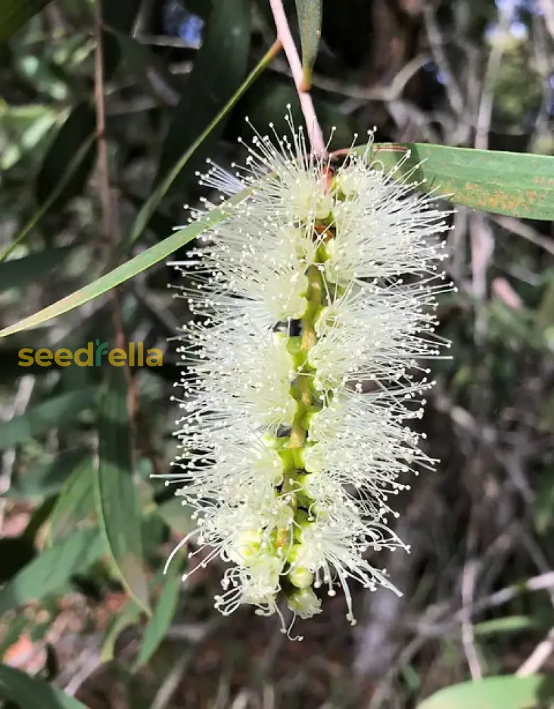 White Melaleuca Tree Seeds For Lush Planting - Seed Healthy Trees And Garden Elegance Flower