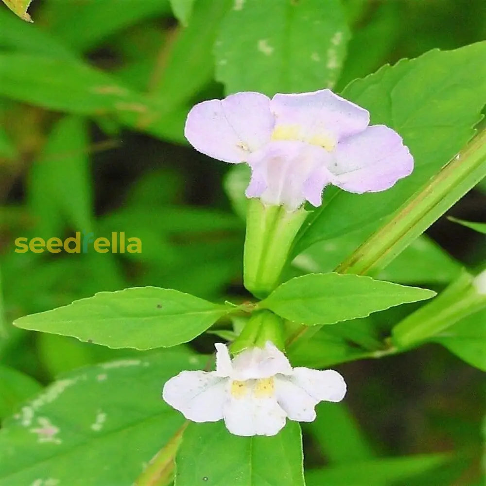 White Mimulus Flower Seeds For Planting  Seed Lush Gardens And Delightful Blooms