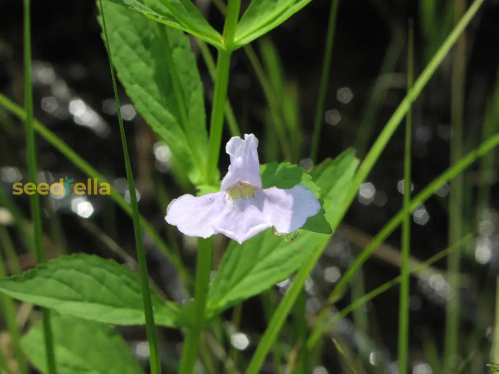 White Mimulus Flower Seeds For Planting  Seed Lush Gardens And Delightful Blooms