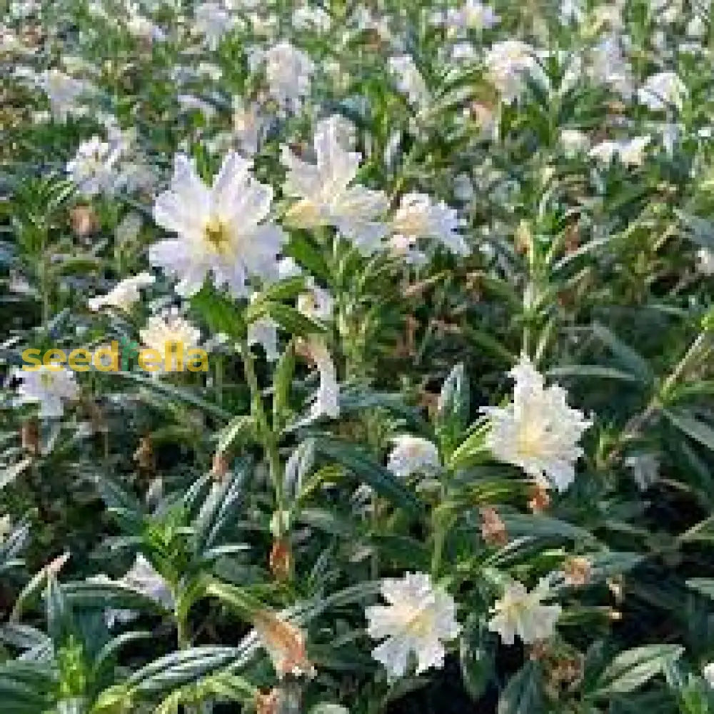 White Mimulus Hybridus Flower Growing - Seed For Lush And Vibrant Blooms In Your Outdoor Space Seeds