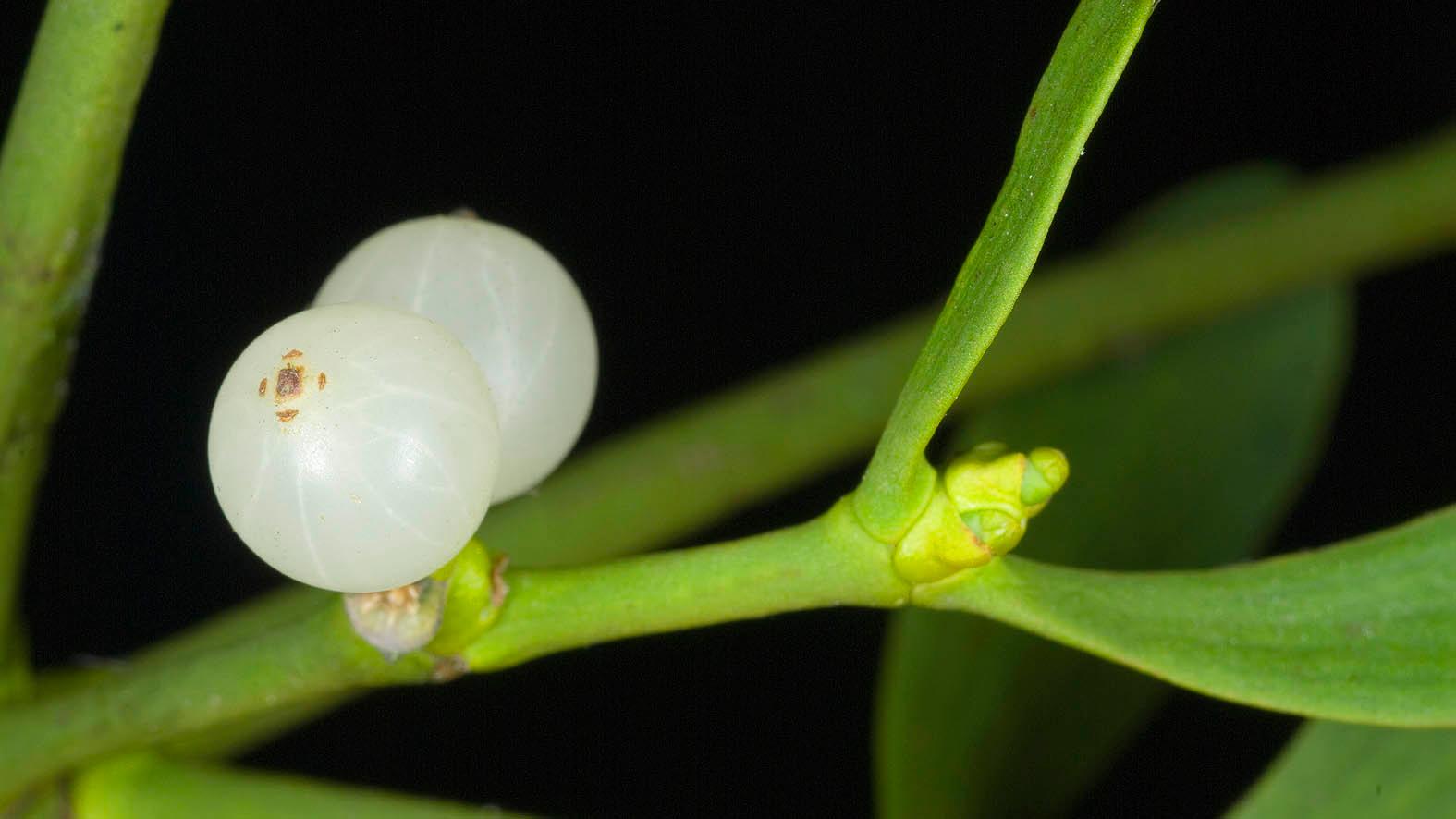 White mistletoe seeds for planting decorative holiday plants