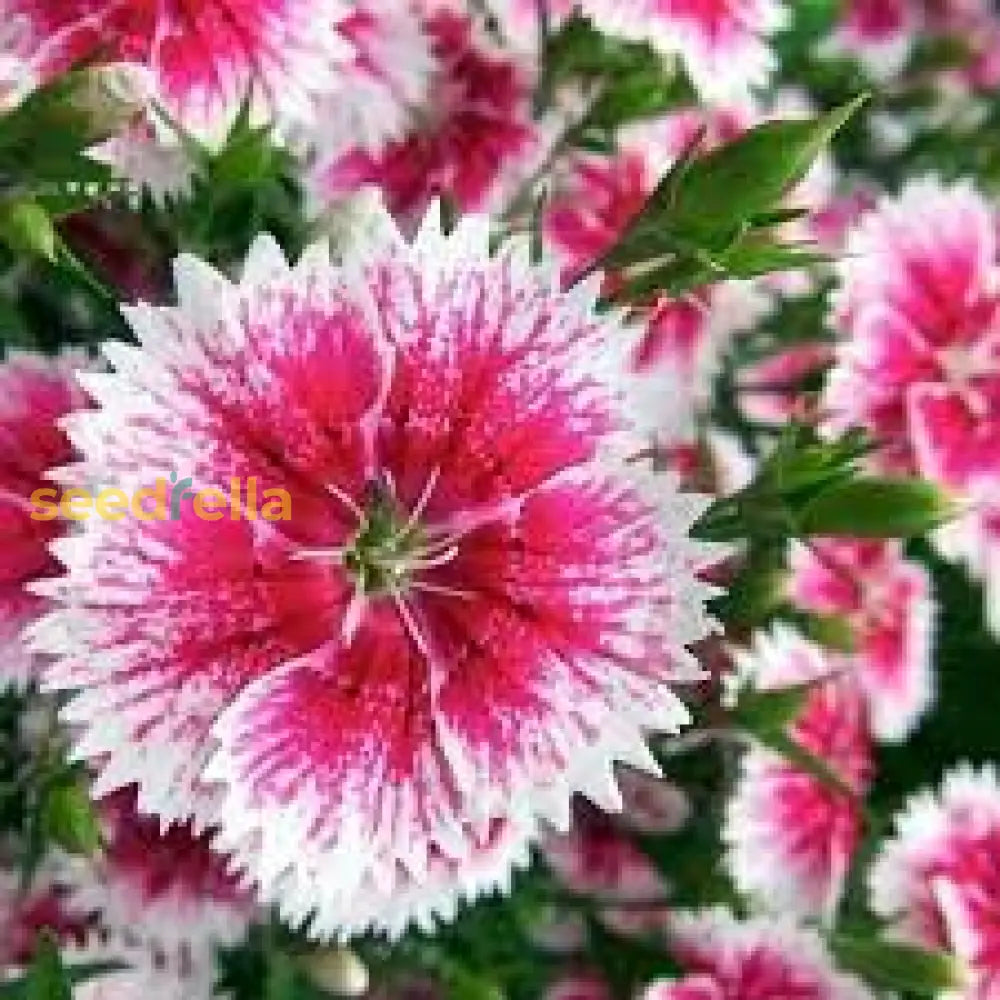 White Mix Dianthus Seeds For Planting - Elegant Flower Blooms