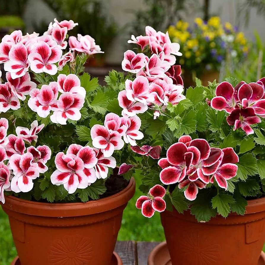 White Mix Geranium Flower Seeds Pelargonium Peltatum for Easy Planting