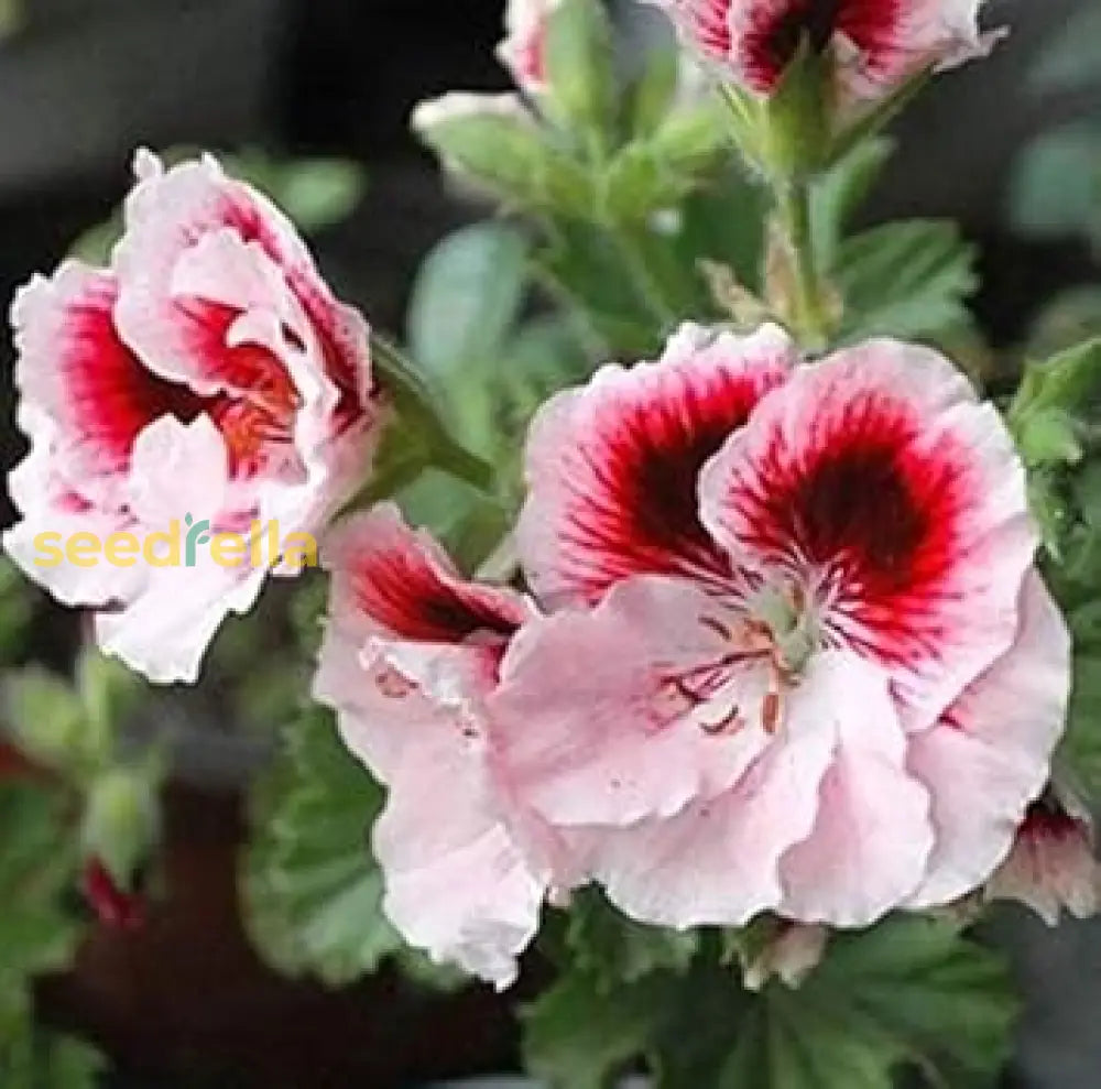 White Mix Geranium Seeds - Pelargonium Peltatum For Easy Planting