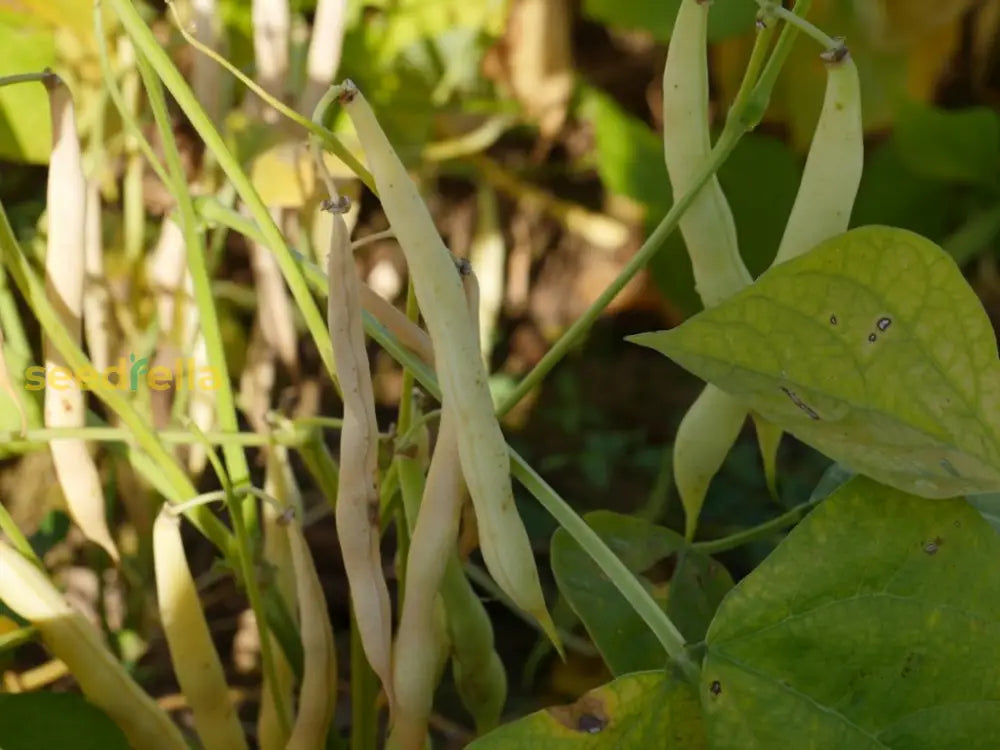 White Mogettes Beans Planting Seeds For Vegetables Vegetable Seeds