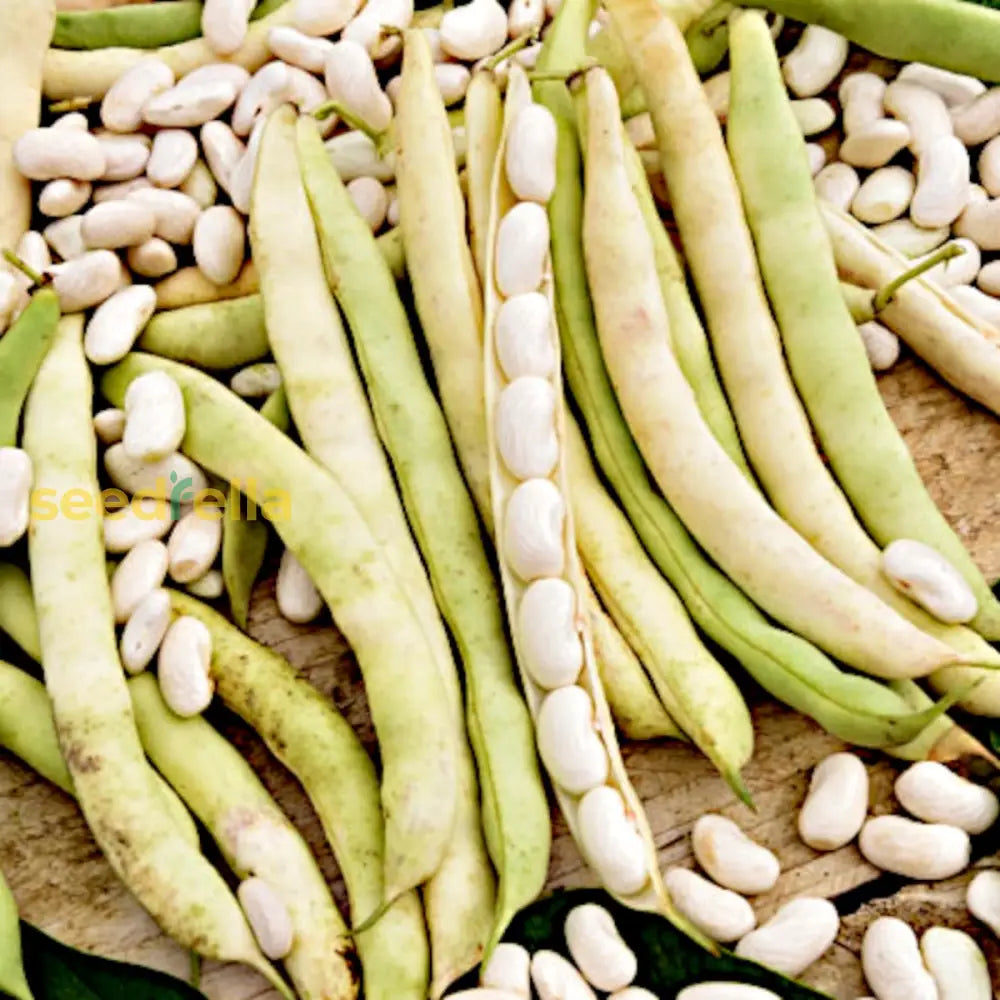 White Mogettes Beans Planting Seeds For Vegetables Vegetable Seeds