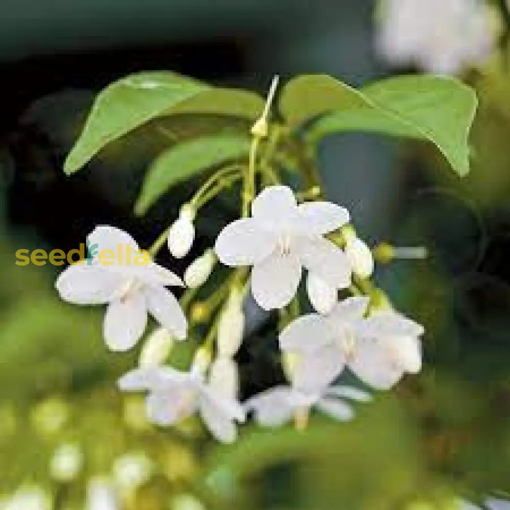 White Mok Flower Planting - Seed For Serene And Elegant Blooms Seeds