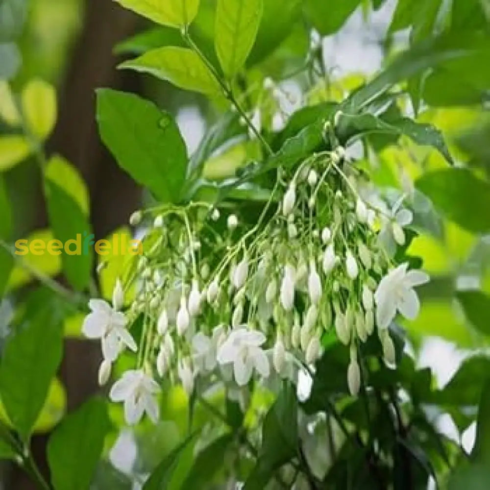 White Mok Flower Planting - Seed For Serene And Elegant Blooms Seeds