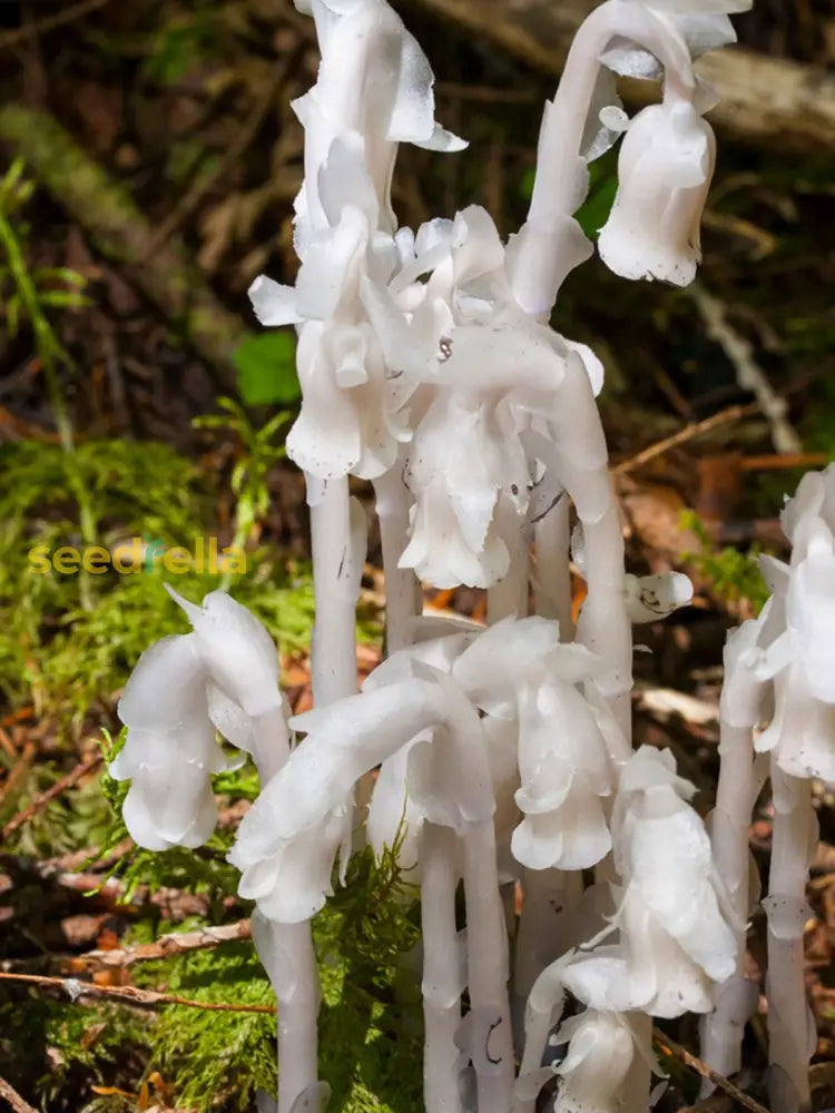 White Monotropa Uniflora Flower Seeds For Planting  Seed Unique And Rare Blooms Perfect