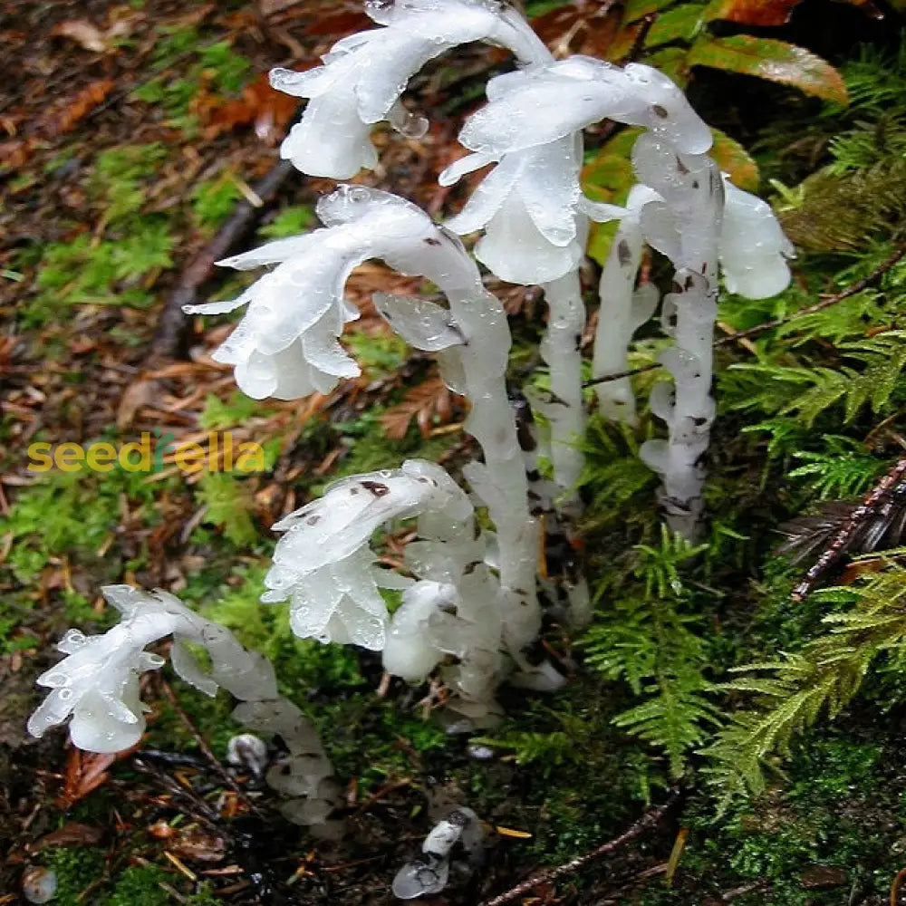 White Monotropa Uniflora Flower Seeds For Planting  Seed Unique And Rare Blooms Perfect