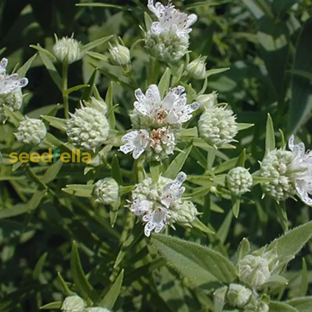 White Mountain Mint Flower Gardening - Seed For Beautiful Gardens Seeds