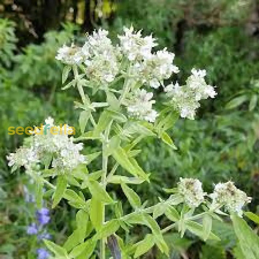 White Mountain Mint Flower Gardening - Seed For Beautiful Gardens Seeds