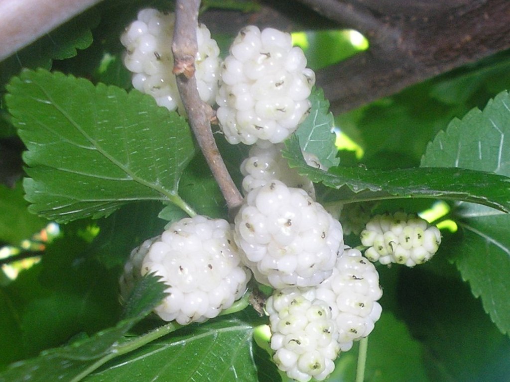 Ripe white mulberries close-up on the branch