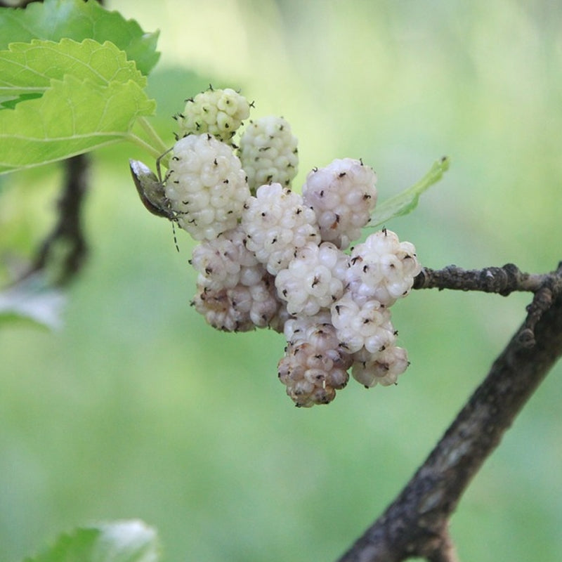 White mulberry seeds showing glossy green heart-shaped leaves closeup
