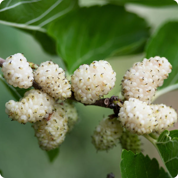 White mulberry seeds Morus alba hardy fast-growing fruit tree
