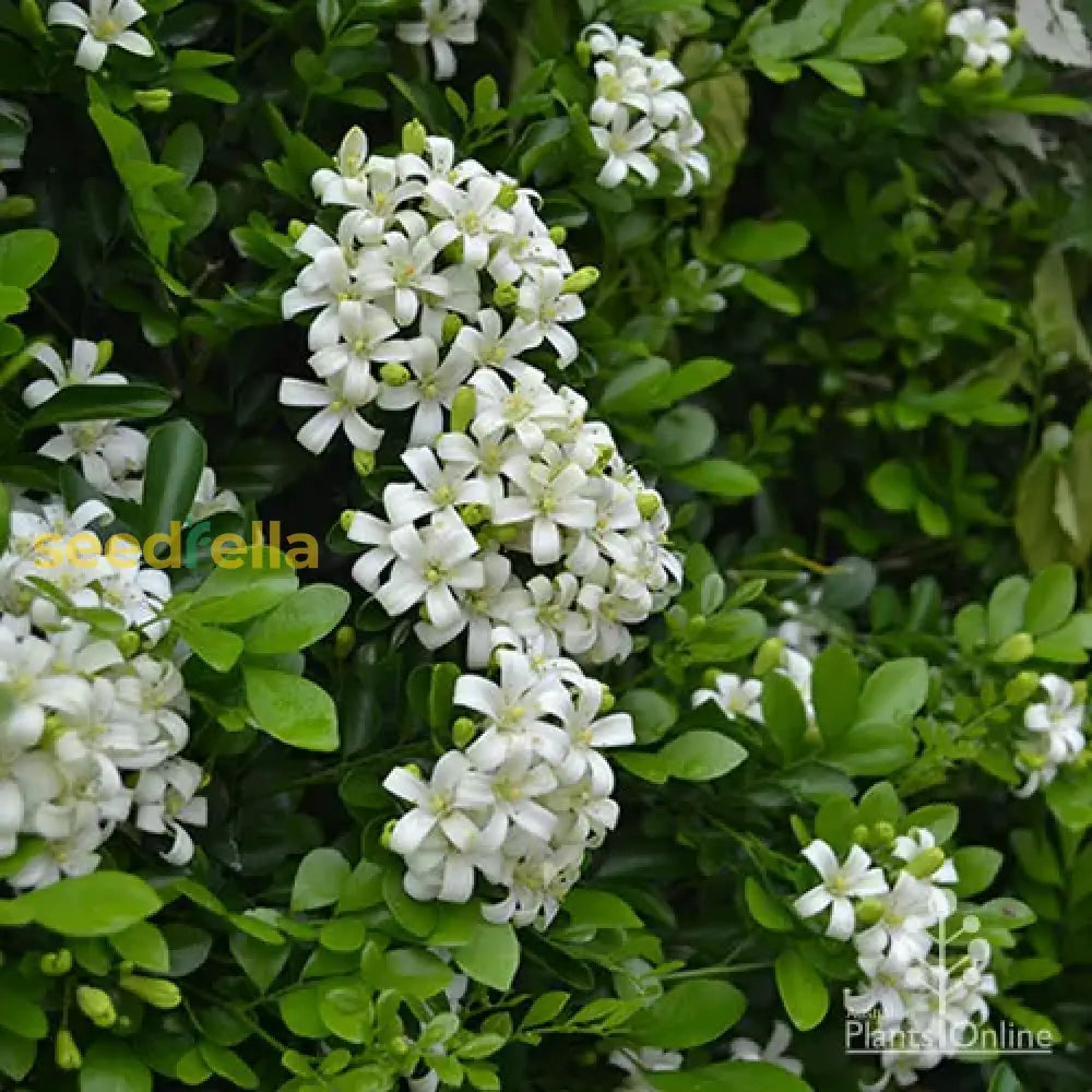 White Murraya Paniculata Flower Planting - Seed For Lush Greenery Seeds