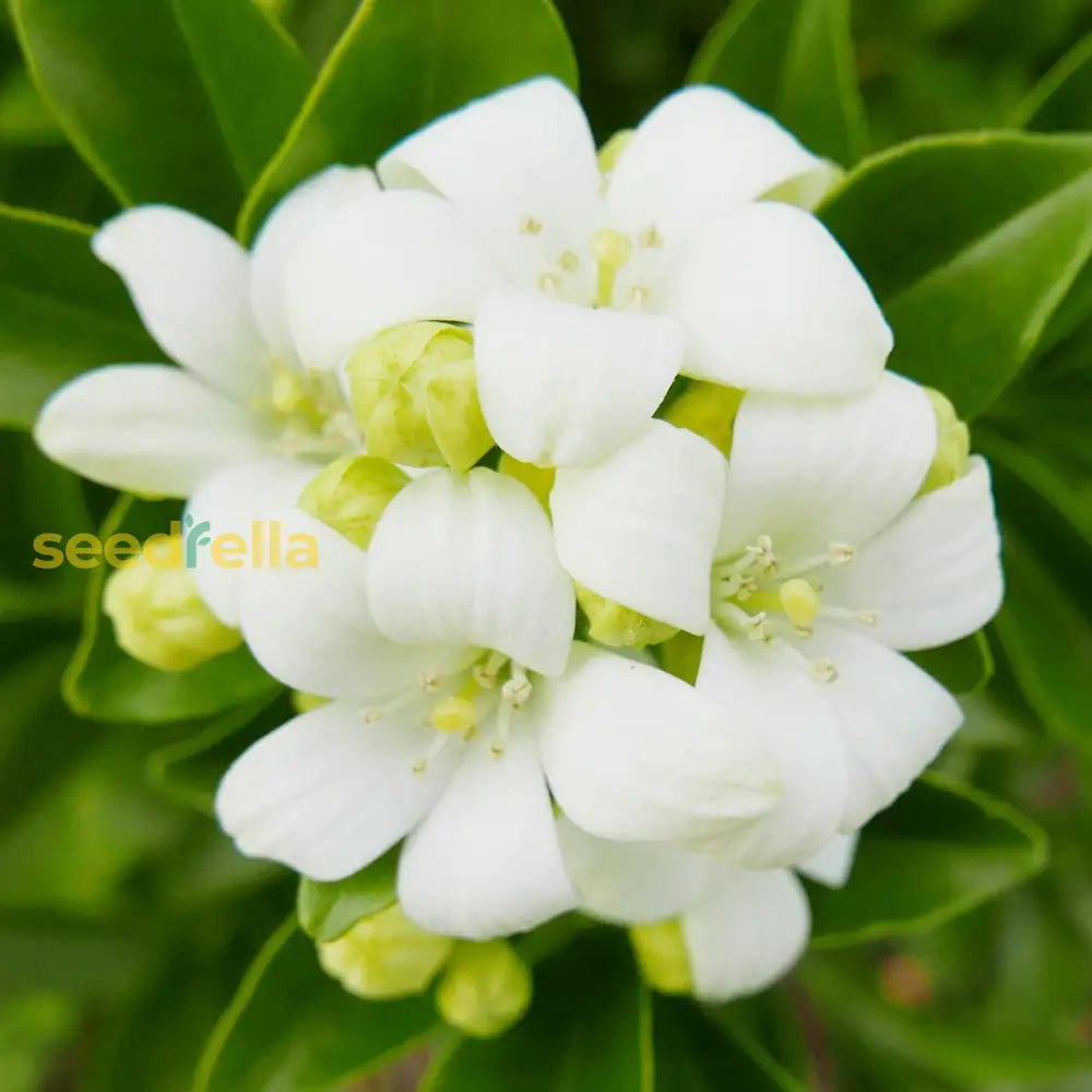 White Murraya Paniculata Flower Planting - Seed For Lush Greenery Seeds