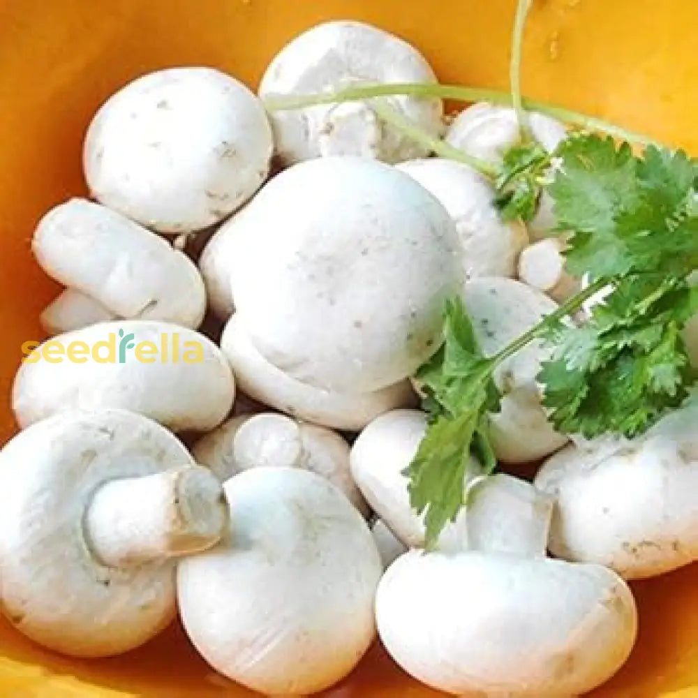 White Mushroom spores ornamental fungus colony