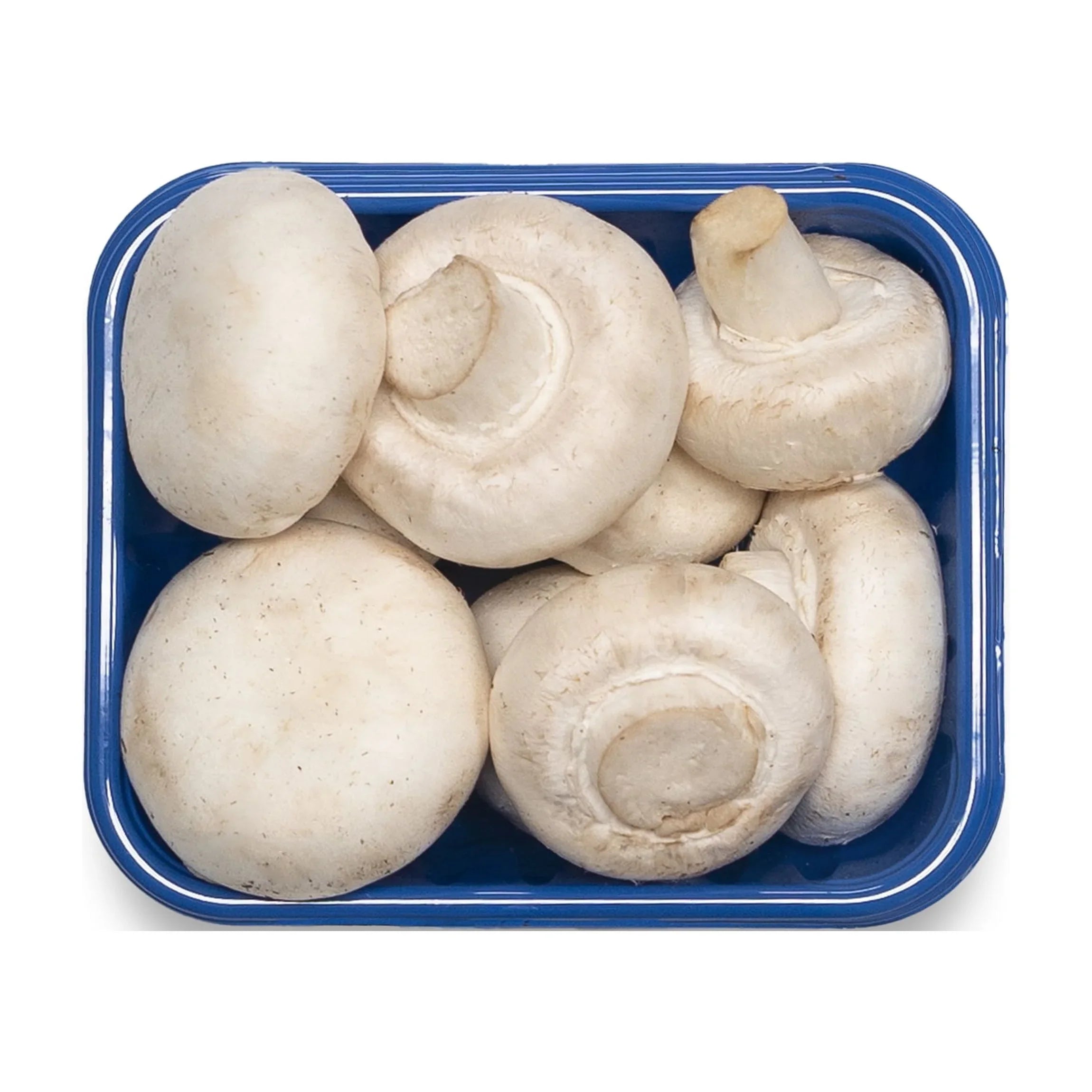 High quality white mushroom spores